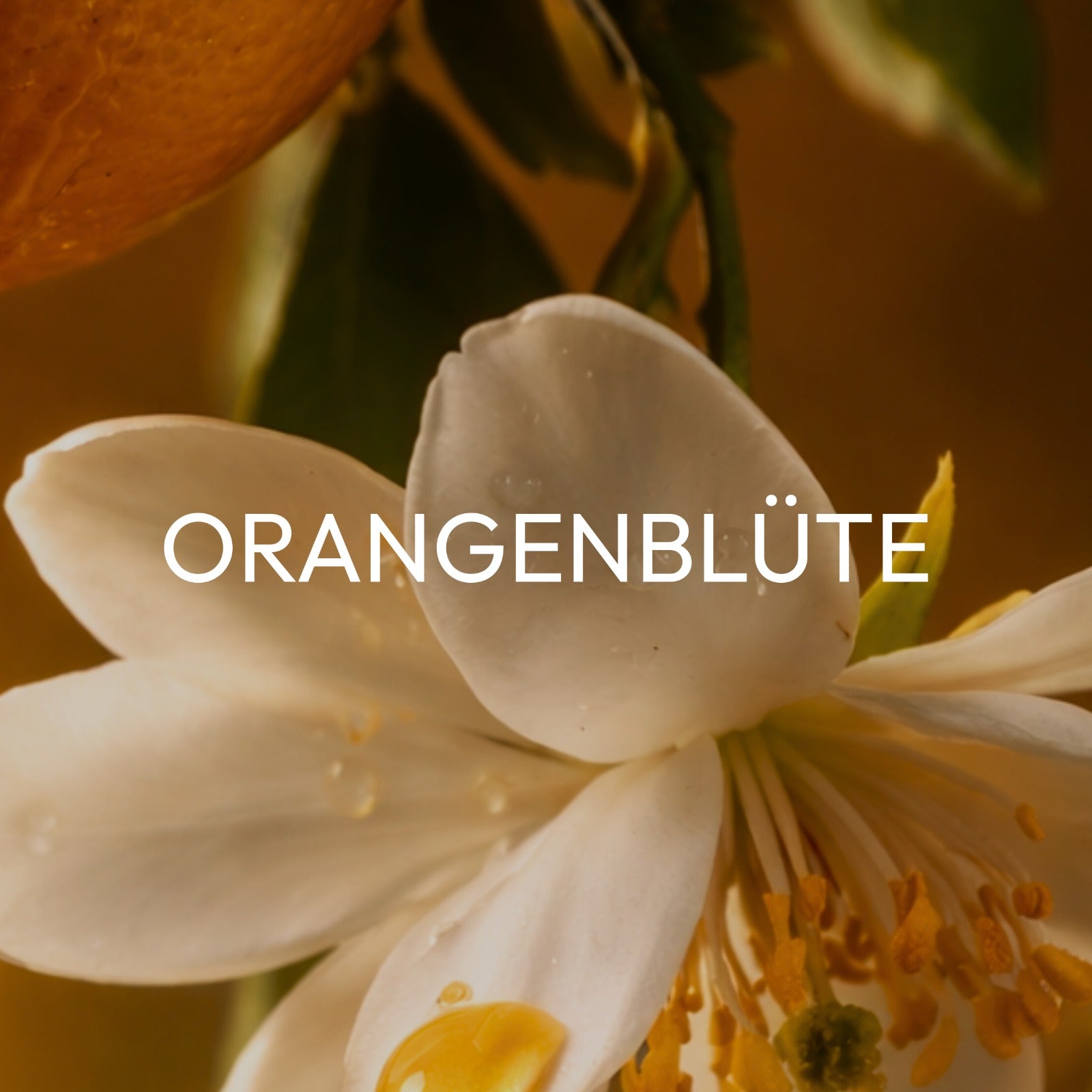 LYORA CINNOX - LIMITED EDITION